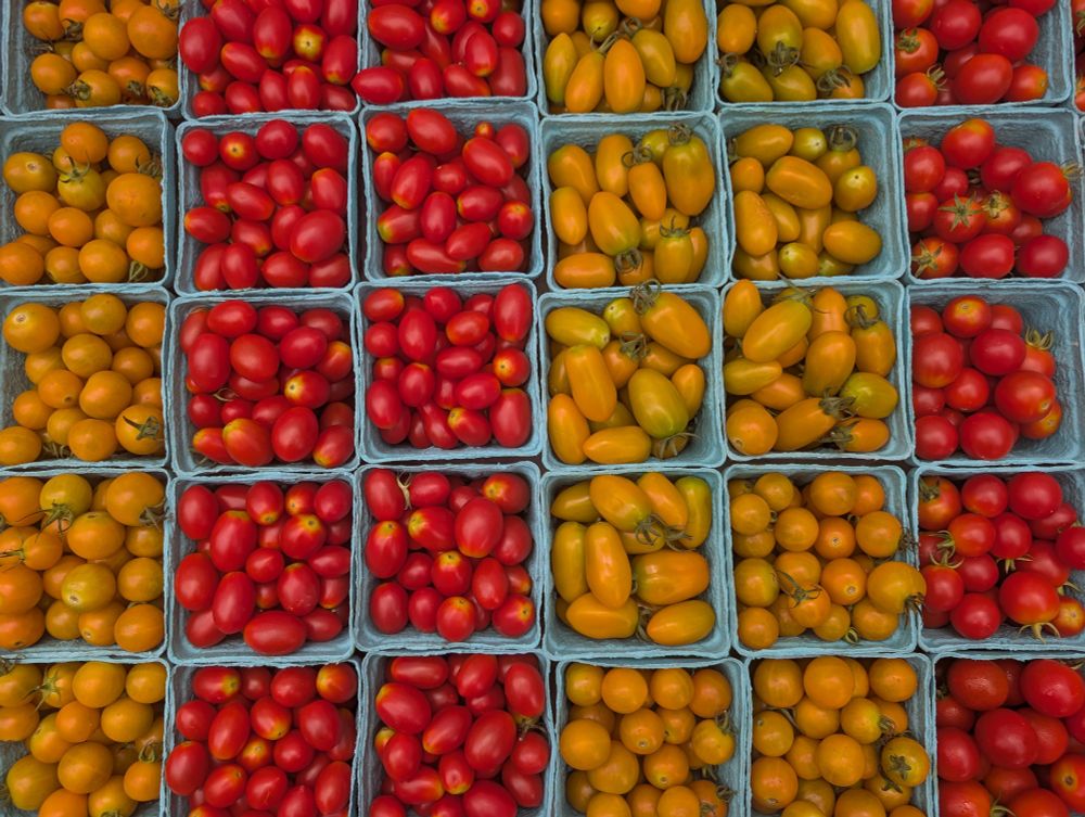 tomates rojos y amarillos de variedades cherry y uva