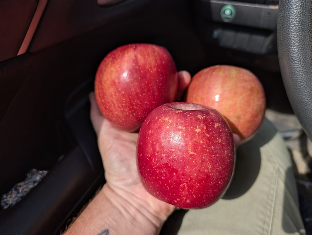Tres manzanas rojas en mi mano