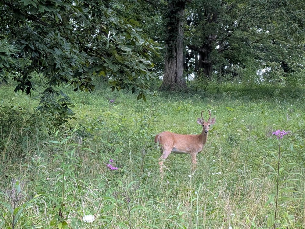 Un venado joven se encuentra en medio de un campo mirando a la cámara. Hay árboles en el fondo y flores rosas.