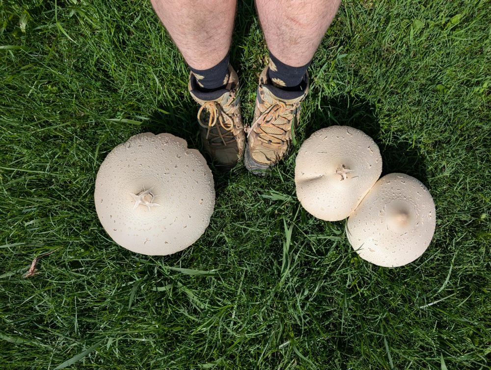 Una persona está parada en el pasto entre 3 hongos que son más grandes que sus pies.