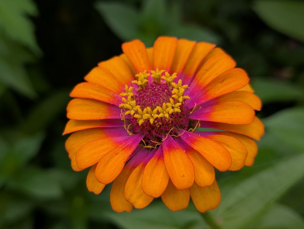 una flor de zinnia. los pétalos son de un naranja vibrante en el exterior y cambian a rosa en el medio.