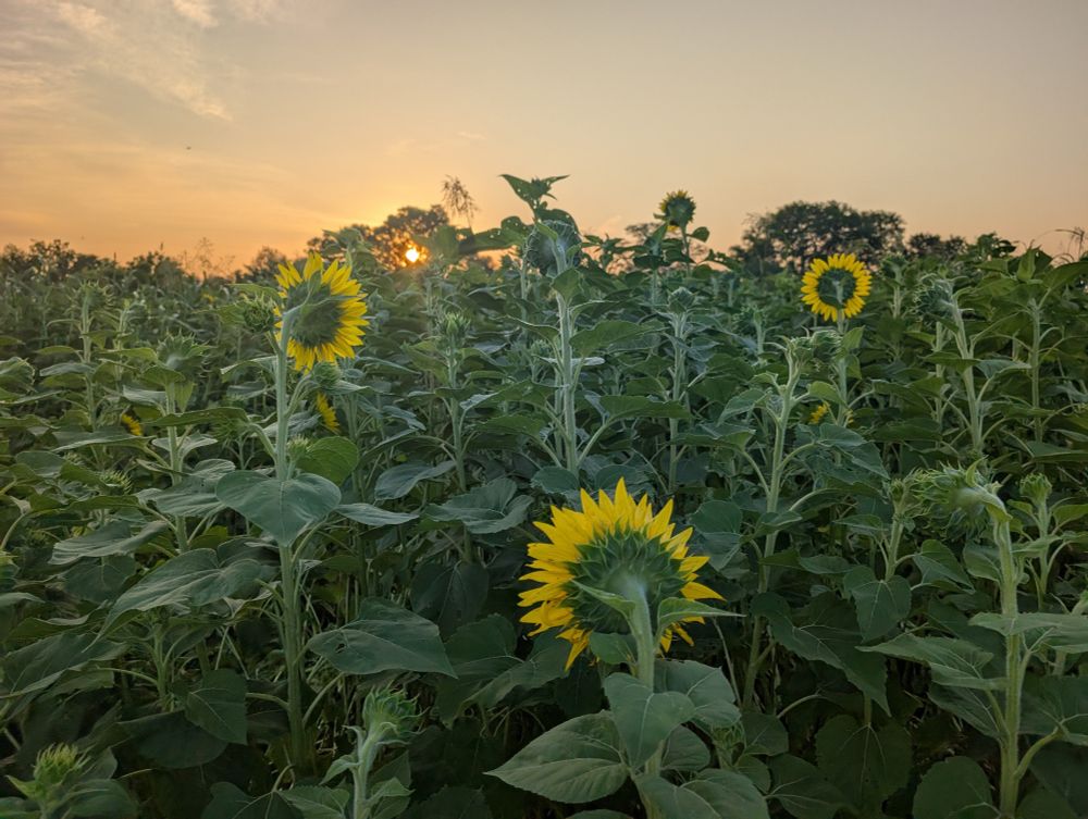 un campo de girasoles con sus pétalos mirando hacia el amanecer.