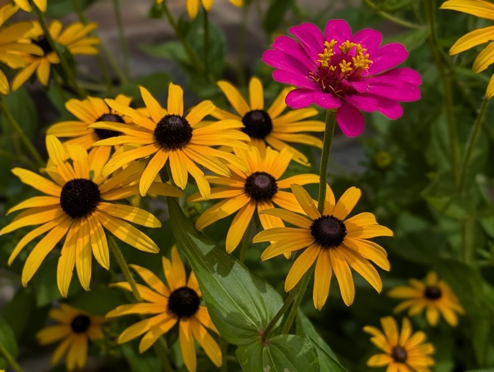 Un grupo de rudbeckia hirta amarilla y una zinnia rosa