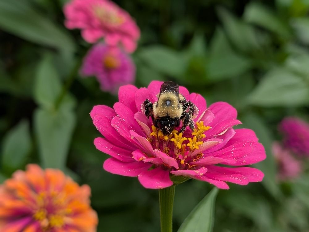 Un abejorro cubierto de polen en una zinnia rosa.