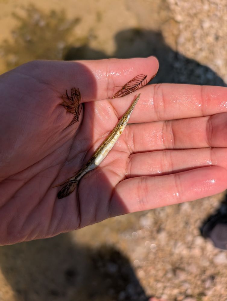 A juvenile longnose gar in my hand