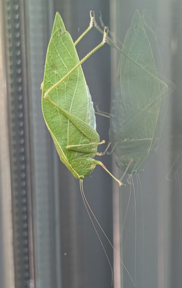 Green Broad-winged katydid on glass window. Green wings look like leaves. 