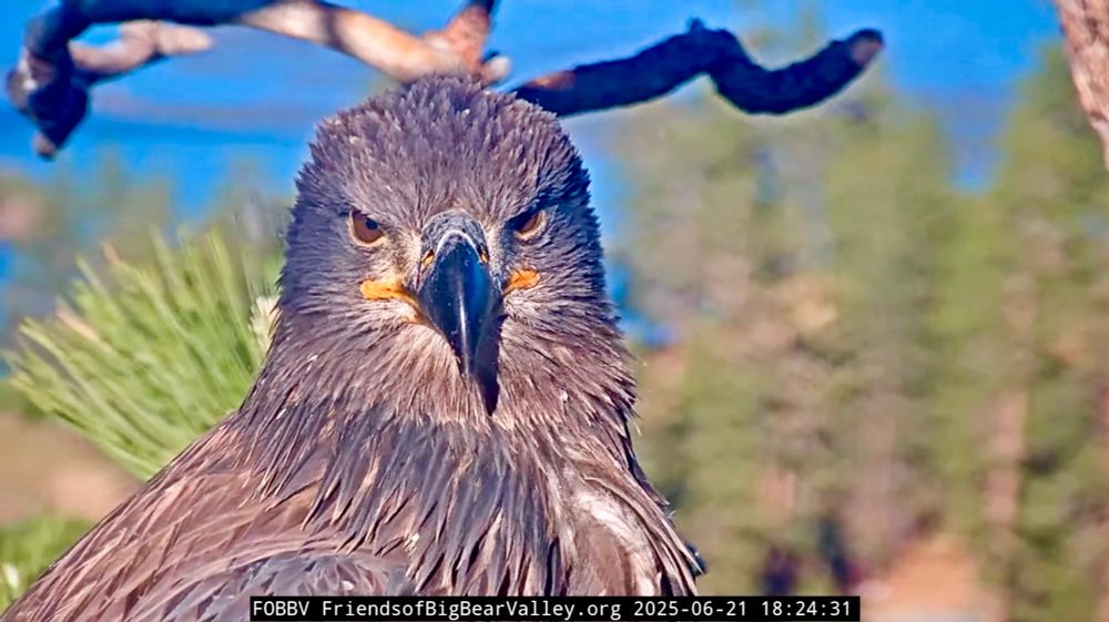 Juvenile bald eagle looking at camera with blurred greenery and blue lake in background