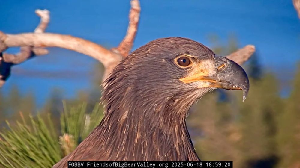 Juvenile bald eagle in profile with branch and pine needles, plus blurred greenery and blue lake in background 