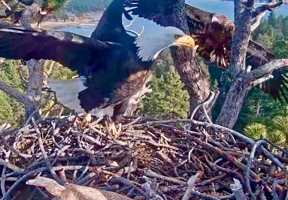 Adult eagle on nest with wings open and  juvenile eagle flying towards the nest.