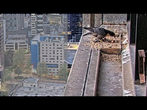 367 Collins St. Falcons🪽Chick #2 Hatches 🐣 #1 Rolls Out of Nest with Excitement🙃 2025 Oct 1
