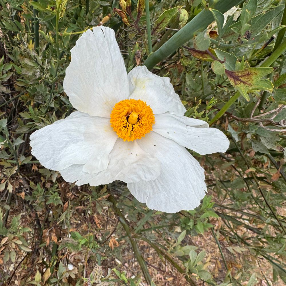 Flower with 5 ruffled white petals and an egg yolk yellow center, kind of like a fried egg