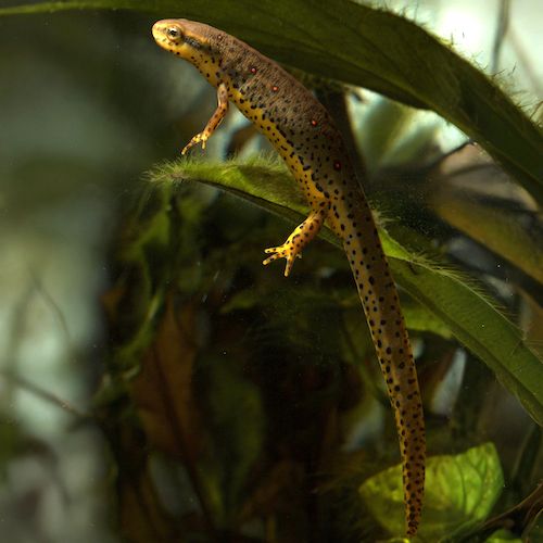 Eastern newt (Notophthalmus viridescens)