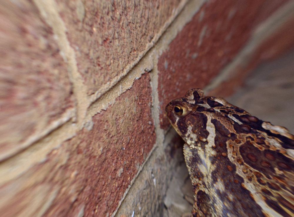 A toad ascends to higher enlightenment and peers into the 9th dimension.