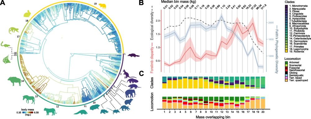 Body mass plays a fundamental role in the macroevolutionary dynamics of morphological, ecological, and phylogenetic diversification. Given biomechanical principles, large body masses in terrestrial ve...