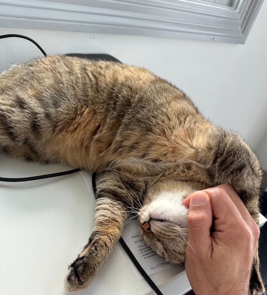 Bonus cat