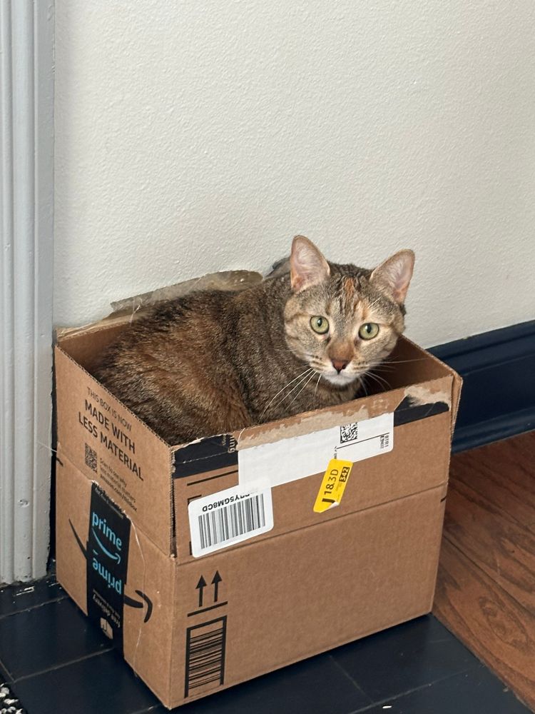 Cat in box 