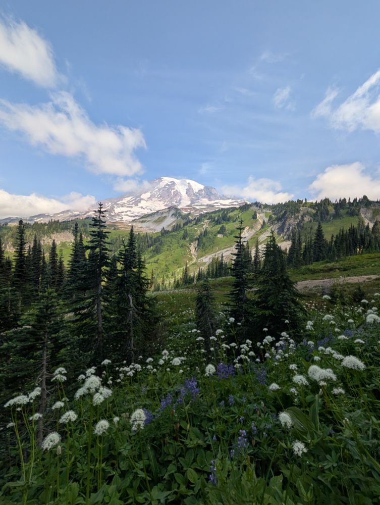 Mount Rainier looks in the background with an amazing prairie of wildflowers in the foreground 