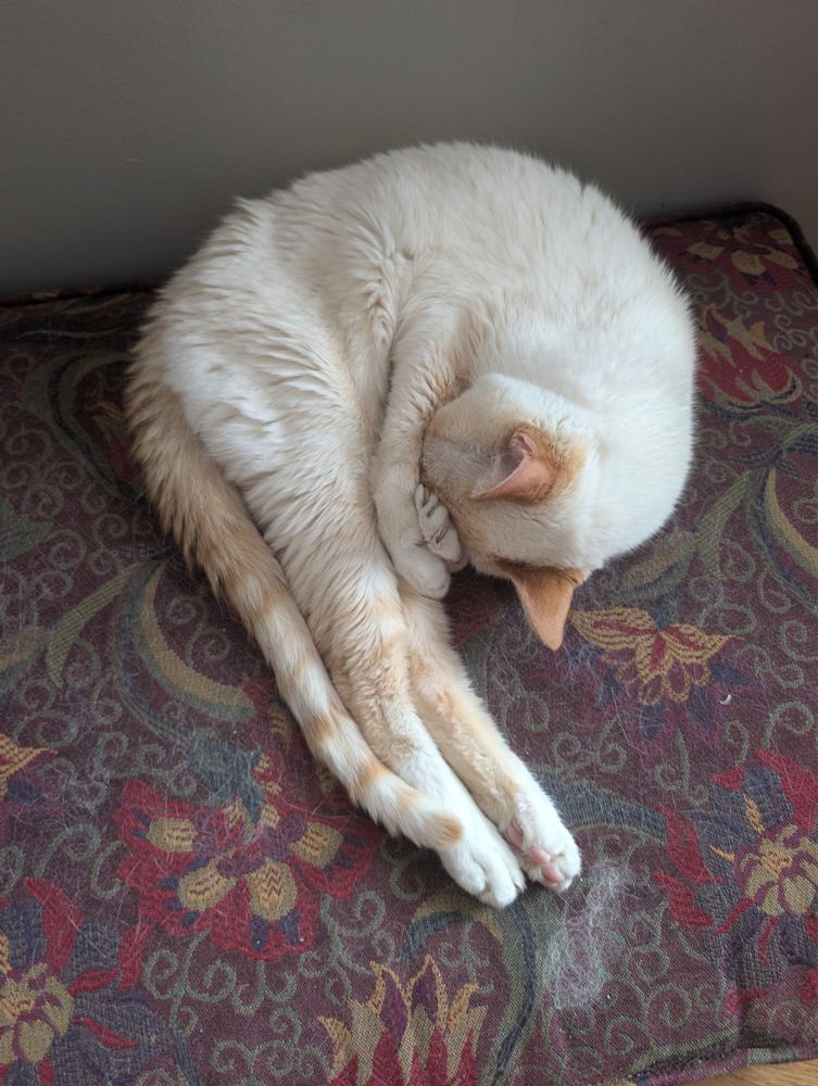 A white and ginger cat lays on a patterned ottoman curled up with his lil paws over his face and his back legs out like the tail of a shirmps