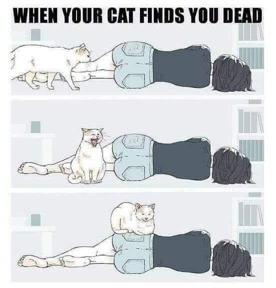 When your cat finds you dead. Picture of cat laying down on top of your body.