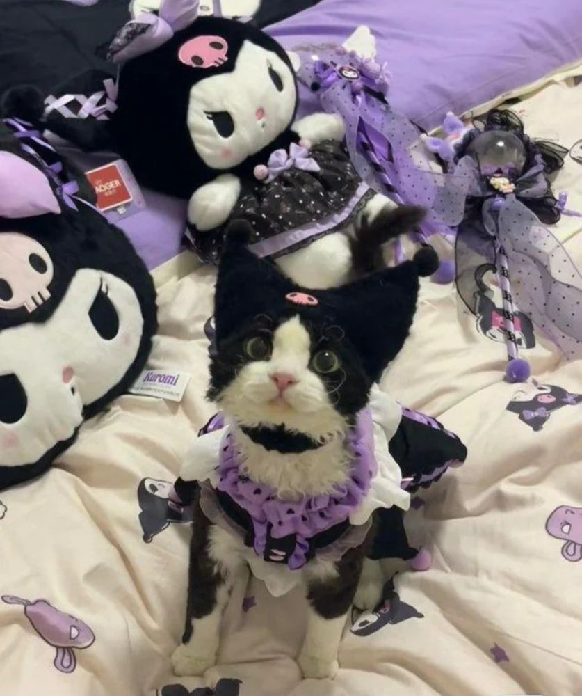 Black and white kitten dressed like Kuromi. Surrounded by Kuromi plushies.