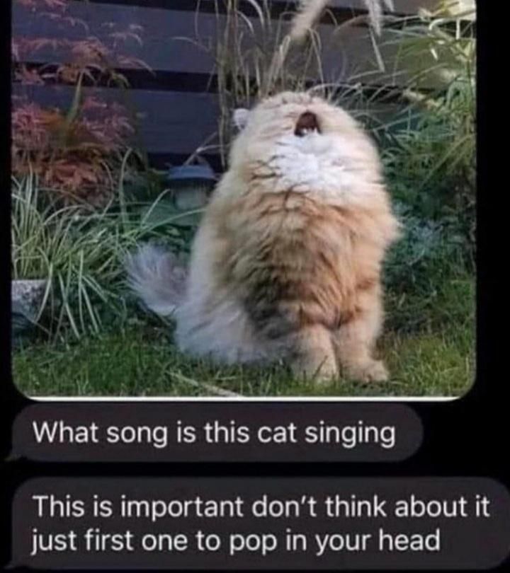Cat yelling.

"What song is this cat singing"
"This is important don't think about it just first one to pop in your head"