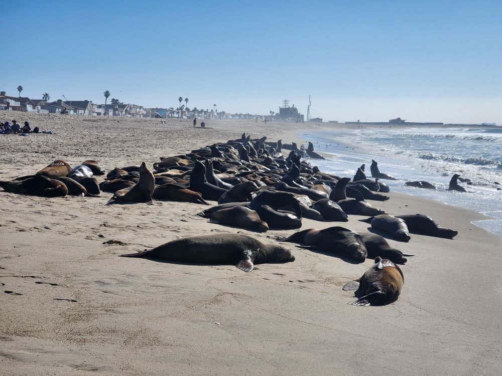 Group of sea lions sleeping on the sand.