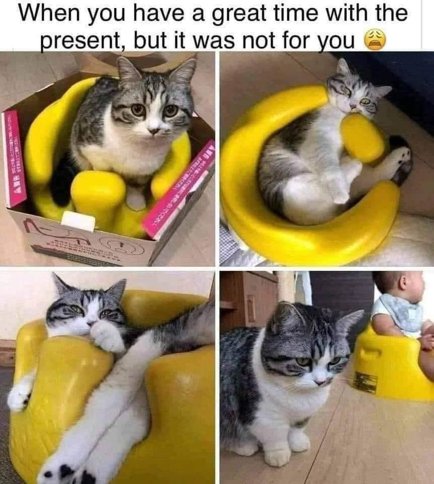 When you have a great time with the present, but it was not for you. Cat playing with yellow chair. Last photo shows sad kitty with baby sitting in yellow chair.