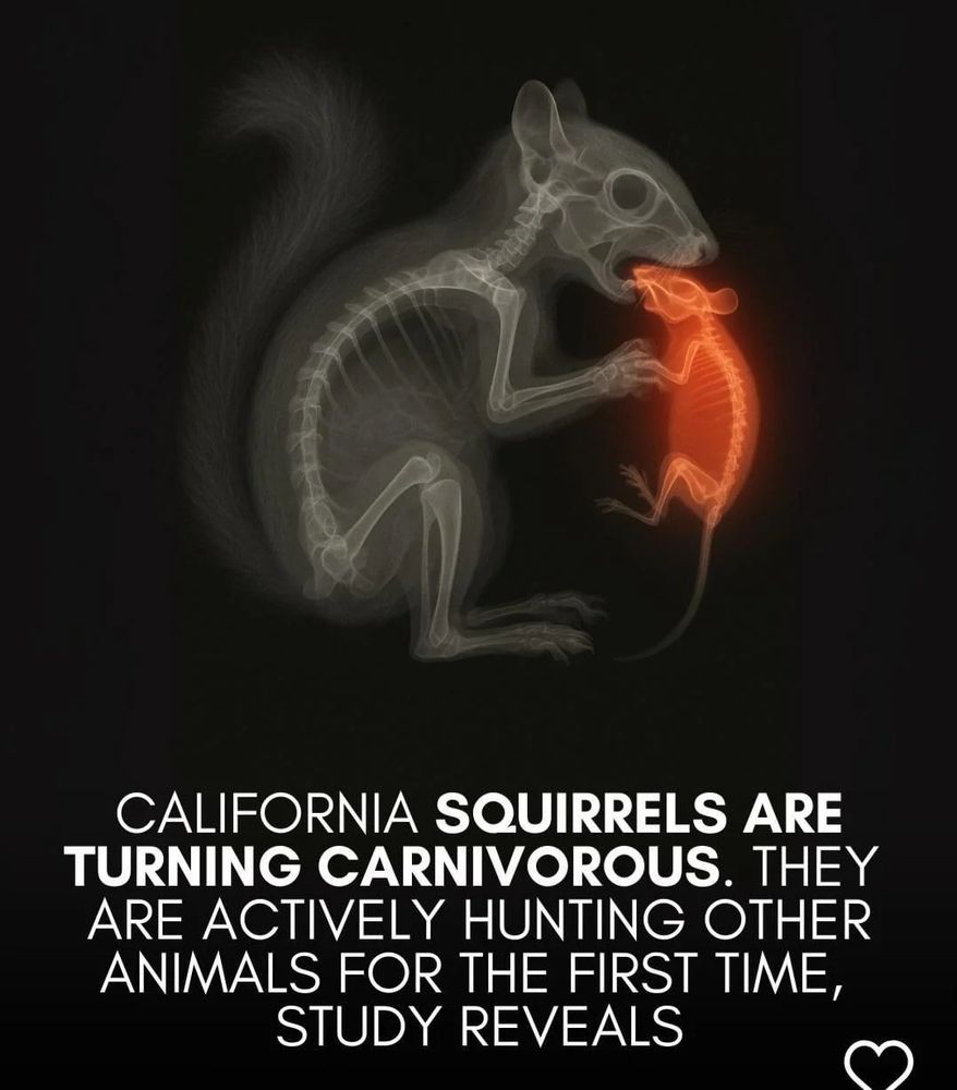 California squirrels are turning carnivorous. They are actively hunting other animals for the first time, study reveals.