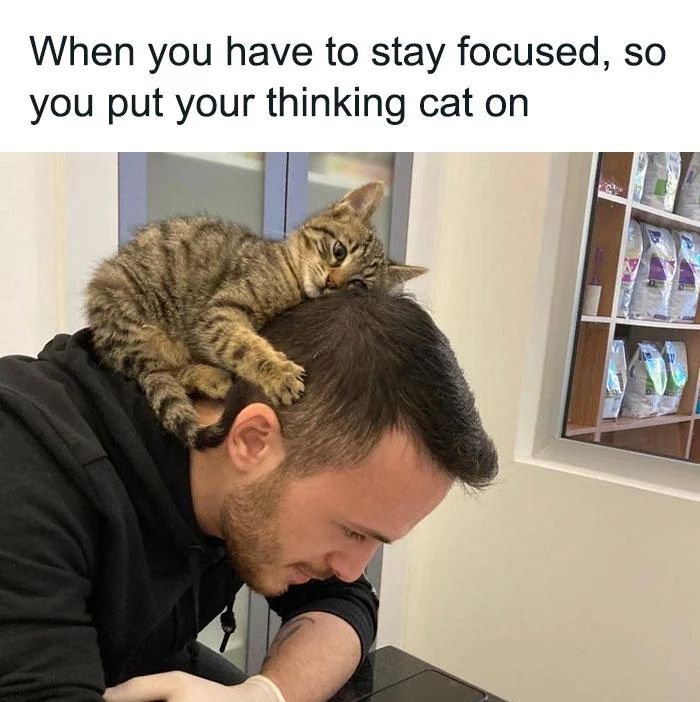 When you have to stay focused, so you put your thinking cat on Man sitting, looking down. A cat is sitting on the top of his next with its paws around the man's head.