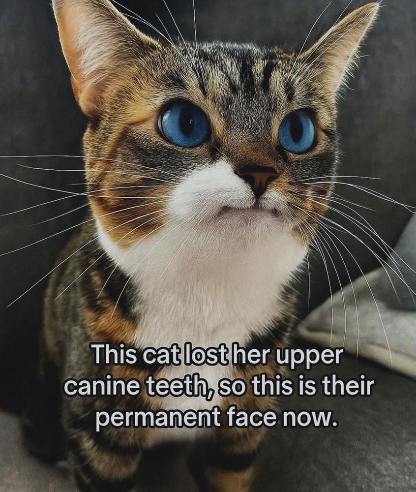 Derpy cat with blue eyes.

This cat lost her upper canine teeth, so this is their permanent face now.