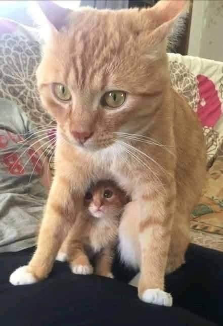 Orange cat protecting a baby orange kitten.