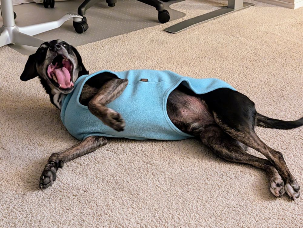 Black & Tan Coon Hound in teal fleece shirt rolling on the floor with his mouth open