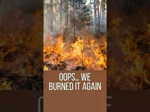 Canada’s forests burned, and somehow it’s America’s personal tragedy