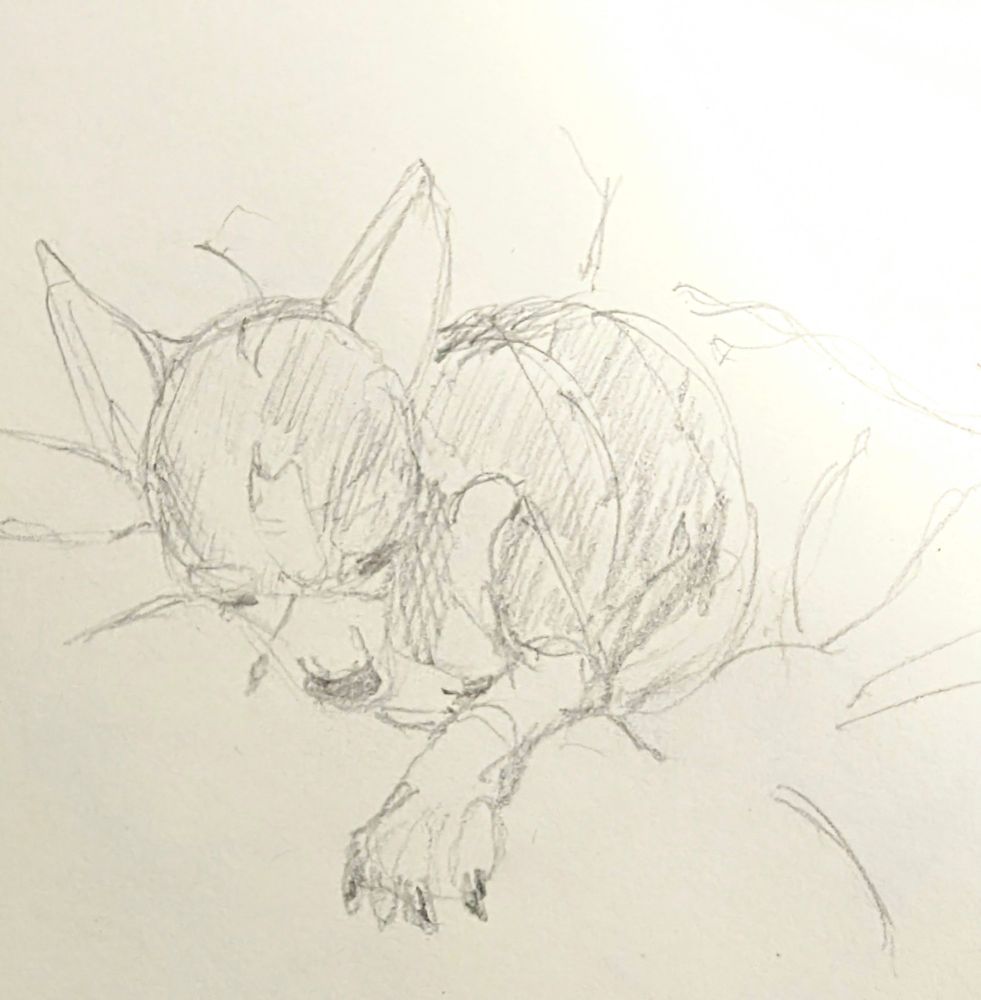 Sketch of a sleepy Chihuahua