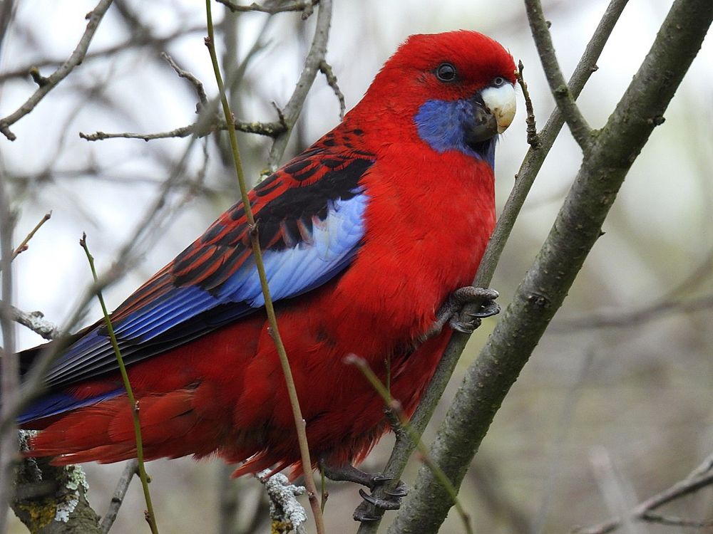 Mature Crimson Rosella perched on bare branches of a deciduous tree