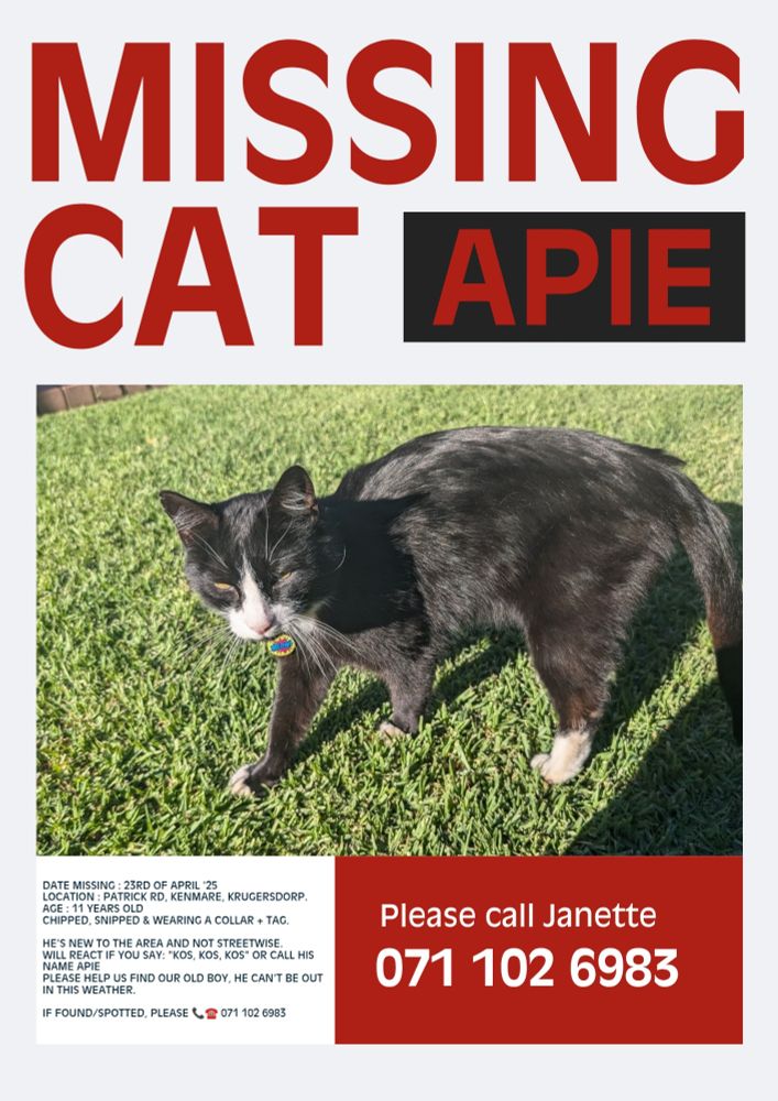Missing black and white cat in Kenmare Krugersdorp 