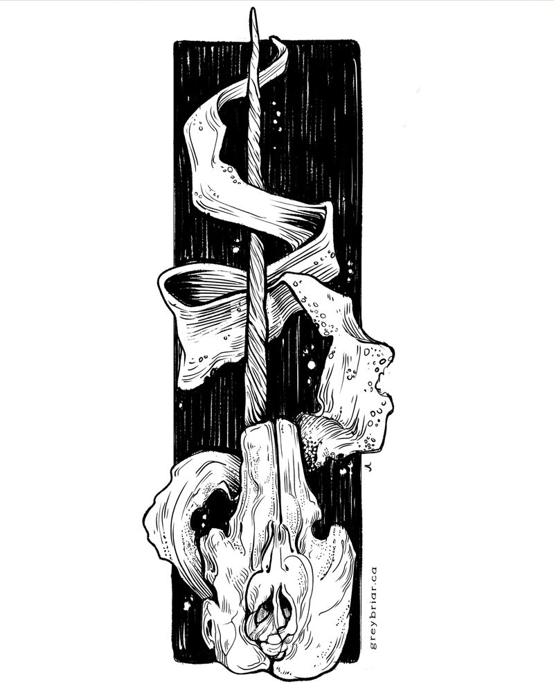 An ink drawing of a narwhal skull with tusk intact pointing upwards and slightly to the left. 
#sciart 🐡 🦑