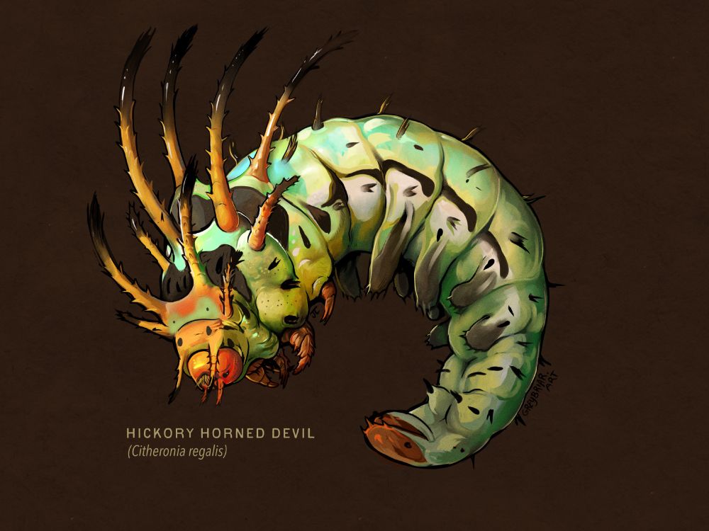 A digital illustration of a bright green ,orange and teal hickory horned devil caterpillar curled up against a brown background.