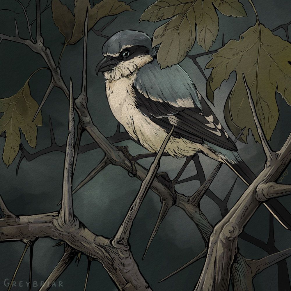A drawing of a shrike among thorns in front of a stormy sky. 