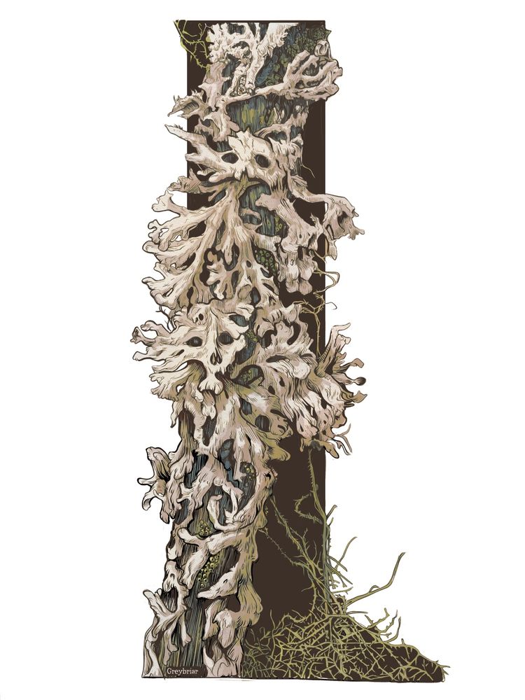 A drawing of a twig covered in foliose white lichen with a few surprises. 