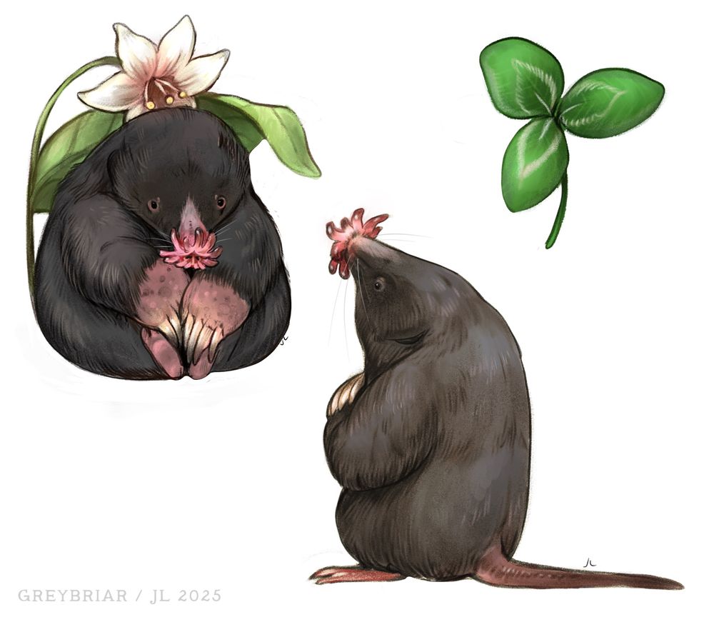 Illustration page of a star nosed mole sitting under a star flower and another wistfully looking at the sky. An extra white clover painted in the upper right, 