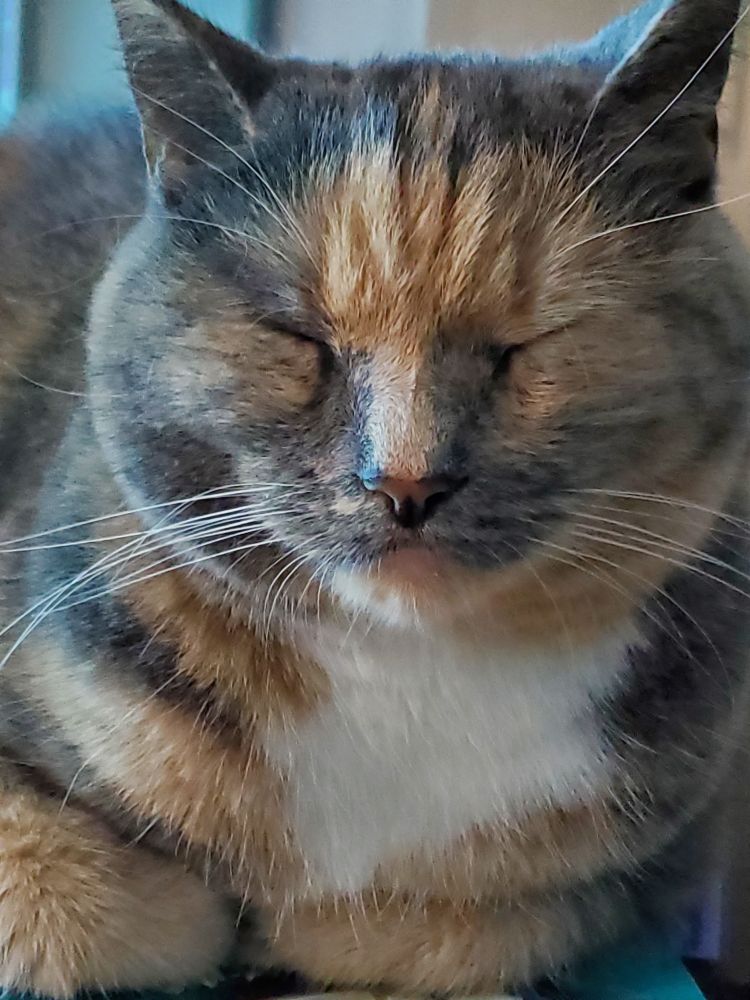 A dilute calico cat made entirely of circles impersonating moldy bread. 
