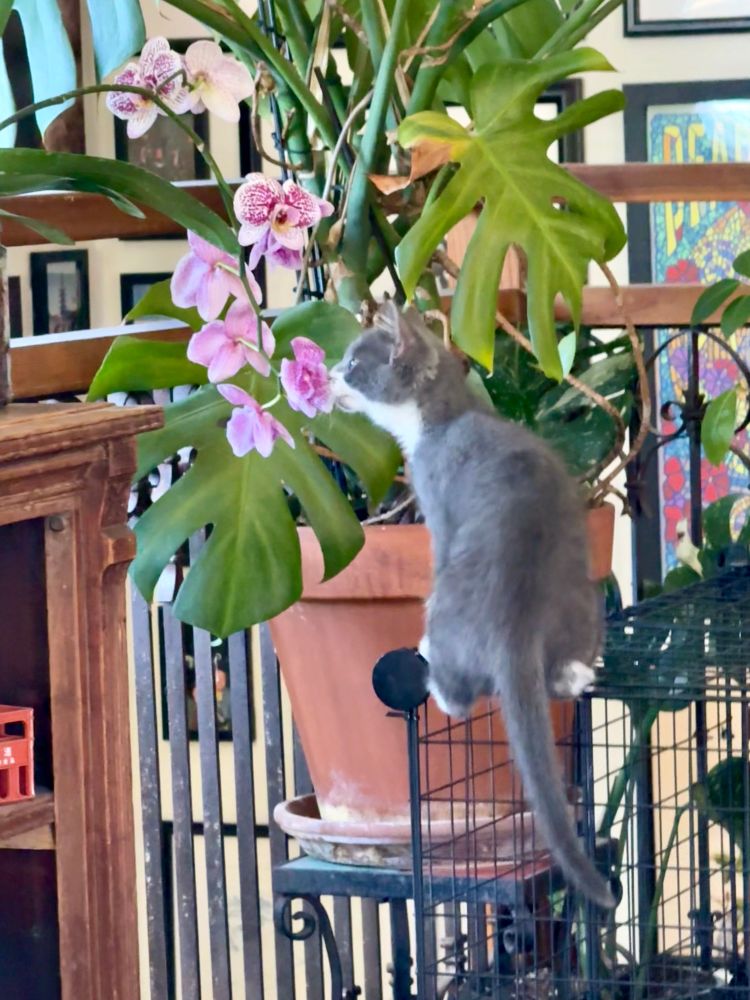 franky the grey and white kitten sniffing an orchid flower
