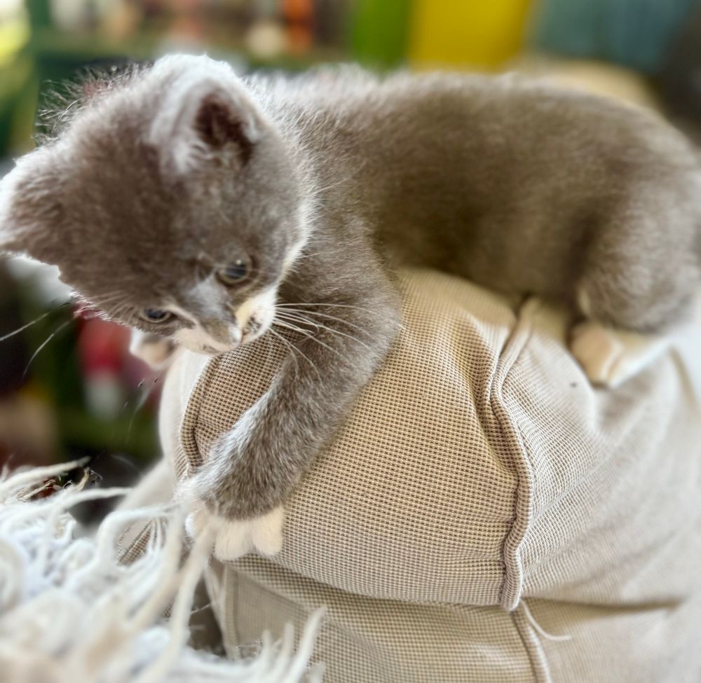 portrait of a kitten clawing a couch cushion 