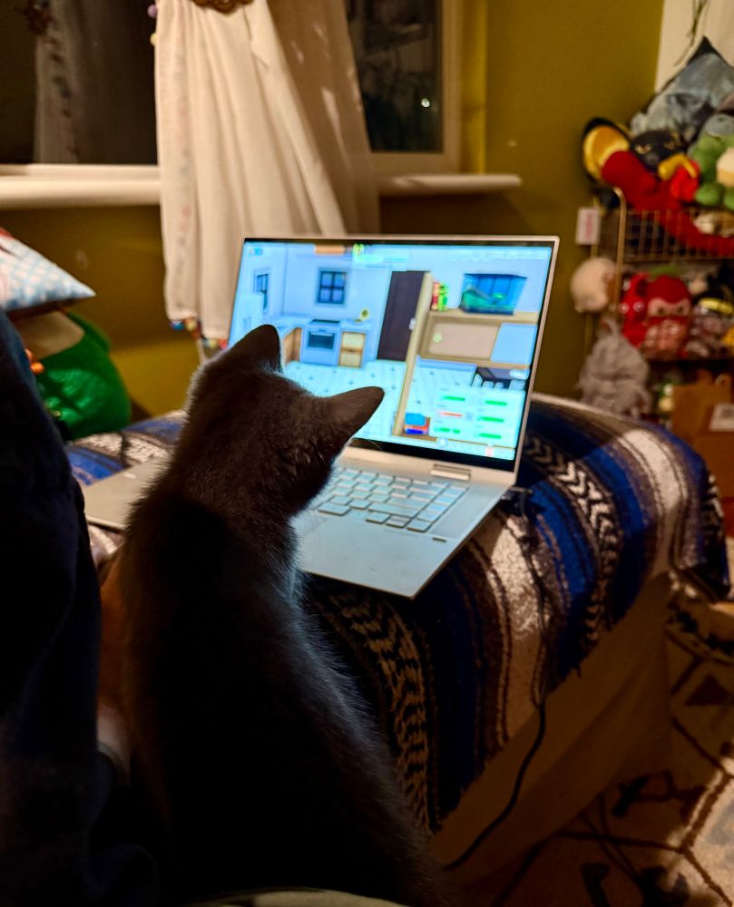 the kitten is looking closer at the sims