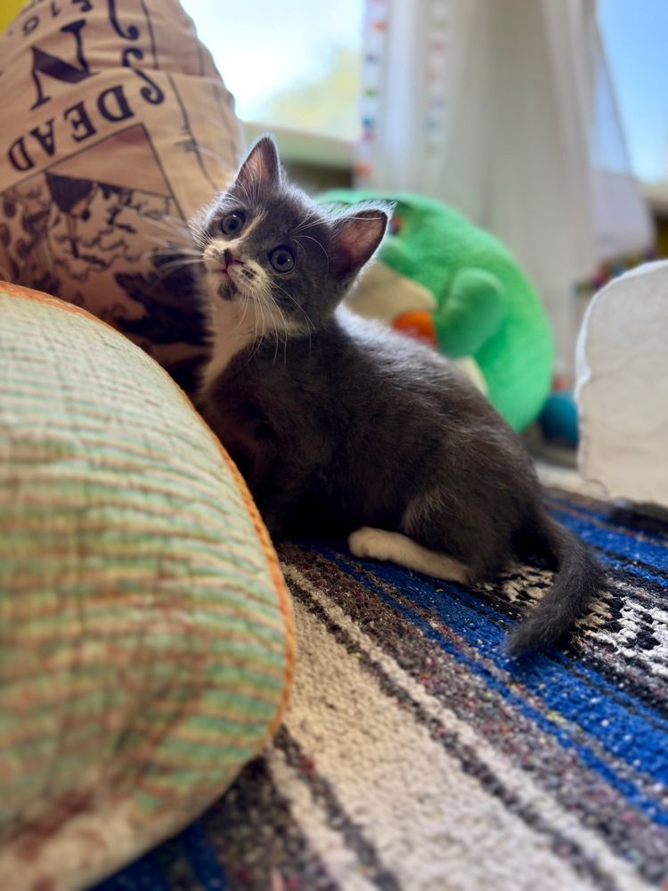 portrait of a kitten looking off