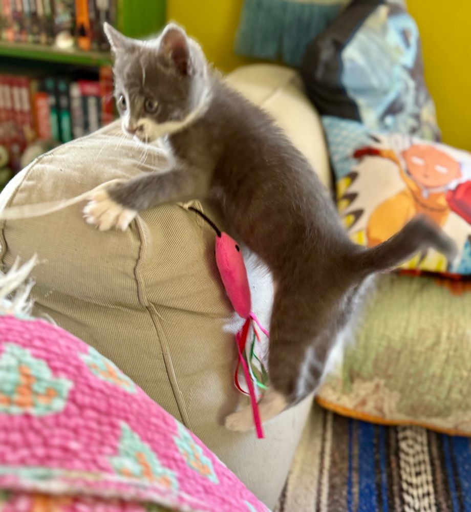 portrait of a kitten climbing a couch cushion 