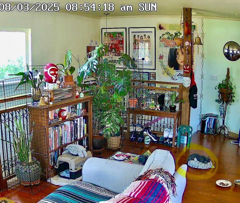 webcam footage of our living room on 8/3/25, franky’s bed has been moved to the middle of the room. she’s sleeping on it. 