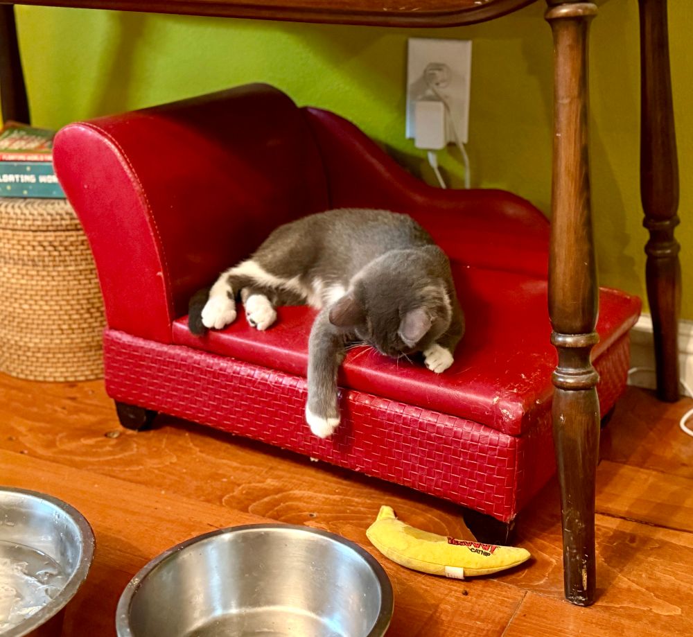 a grey and white kitten laying on a red chaise that’s small enough for her, she’s dropped her banana toy