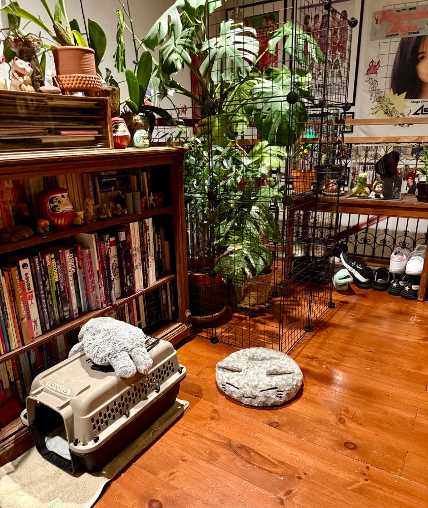 franky’s bed after she pushed it back behind her crate where it belongs